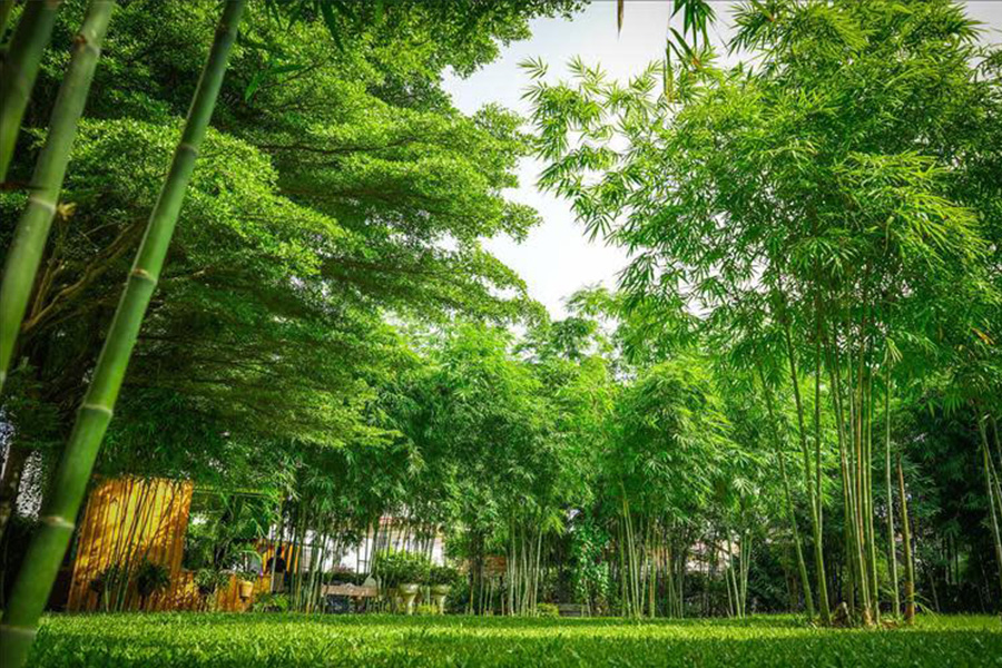 bamboo